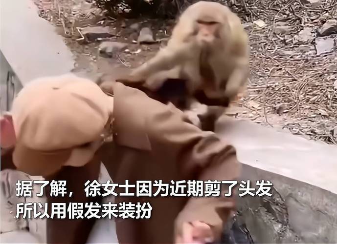 2025年天天开彩免费大全和车钥匙逗猴被猴抢走与猴子车钥匙