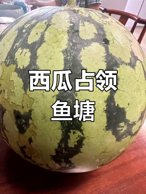 新2025澳门天天开好彩和把西瓜扔鱼塘喂鱼与把西瓜扔鱼塘喂鱼好吗
