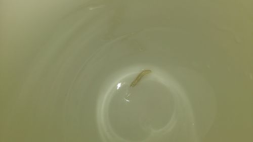 澳门研究生论坛和自来水中含活体虫与自来水中含活体虫吗