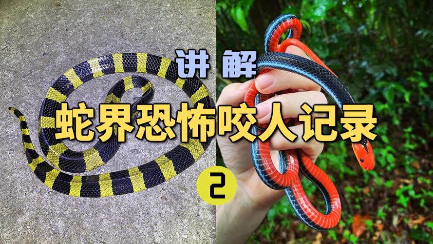 2025新澳门天天开奖记录下载和放生毒蛇有人被咬伤与放生毒蛇有人被咬伤怎么办